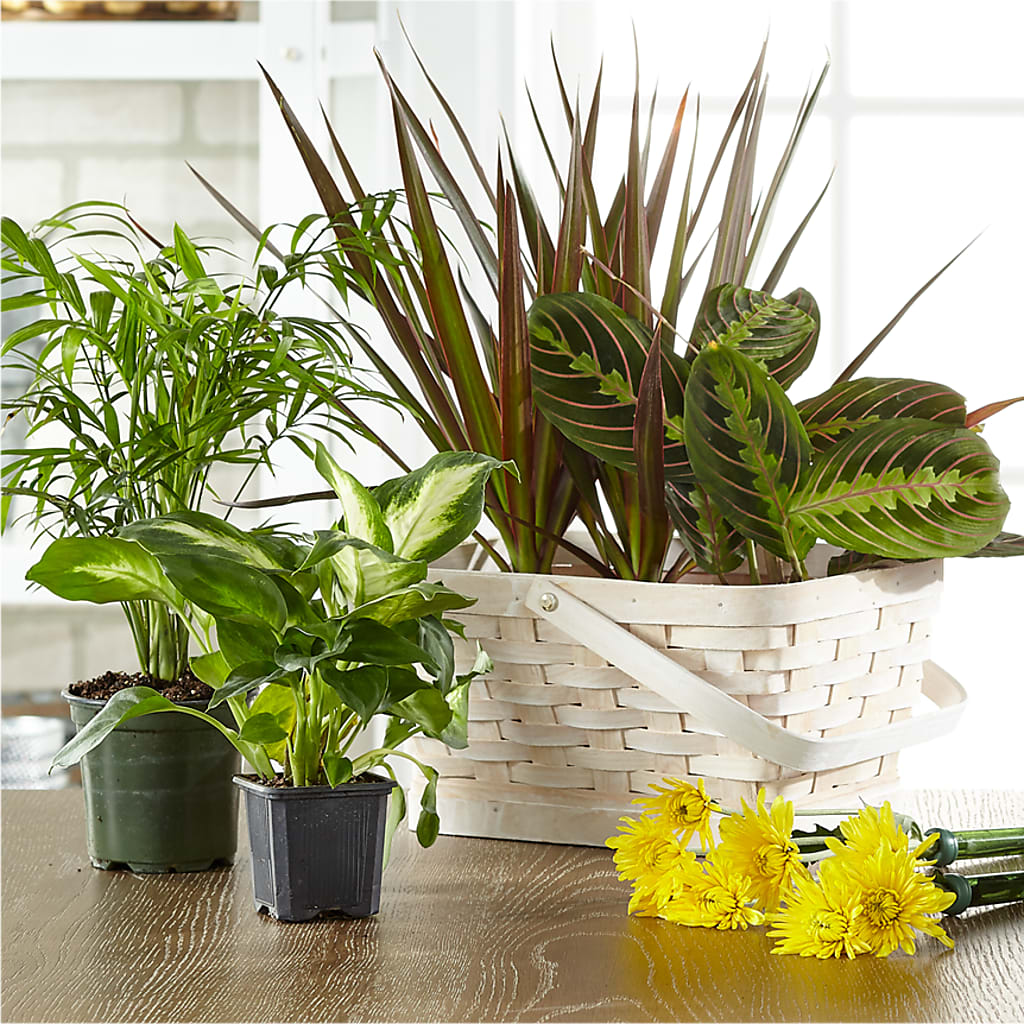 Florist Designed Blooming and Green Plants in a Basket – Lupita Flowers, Novato CA
