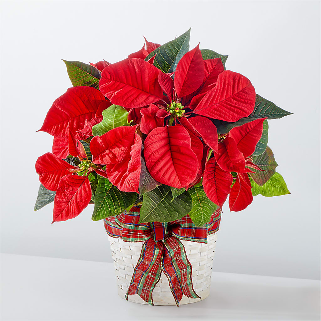 Happiest Holidays Poinsettia – Lupita Flowers, Novato CA
