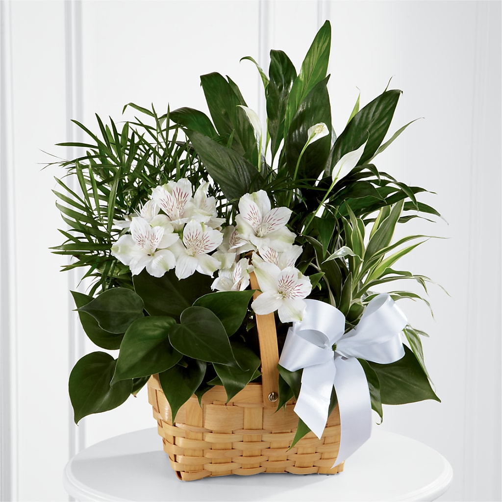 Peace & Serenity Dishgarden – Lupita Flowers, Novato CA