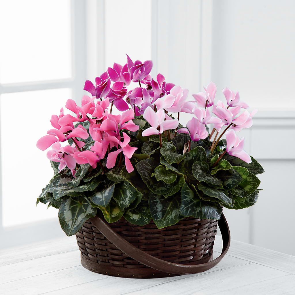 Mixed Cyclamen Planter – Lupita Flowers, Novato CA
