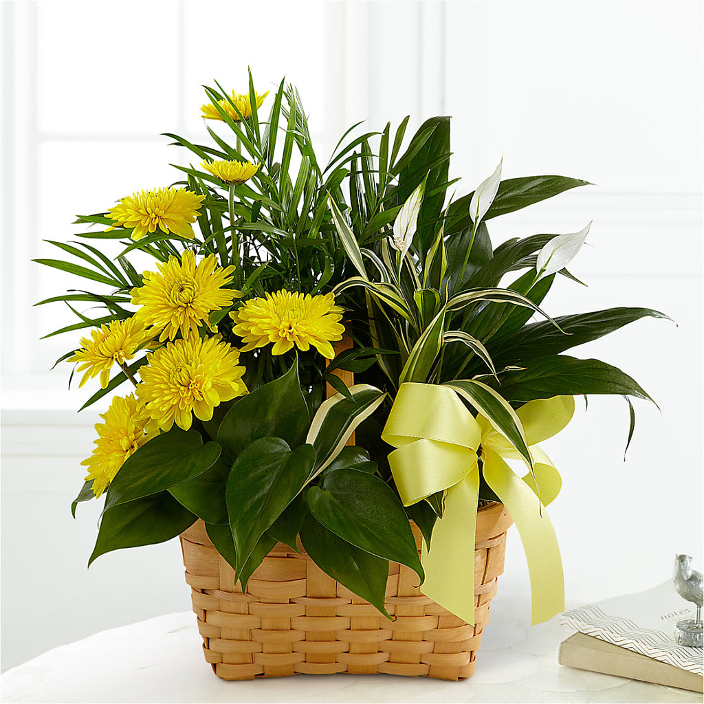 Loving Light Dishgarden – Lupita Flowers, Novato CA