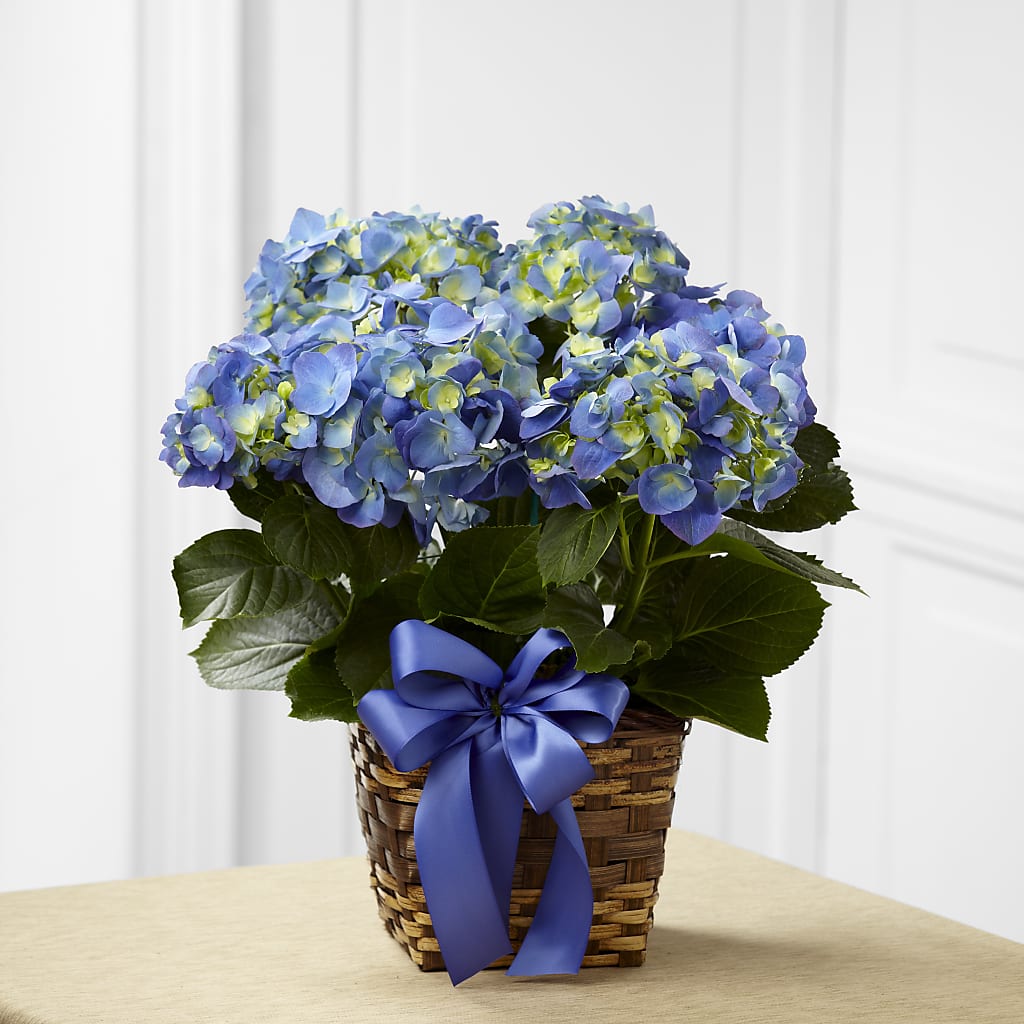 Blue Hydrangea Planter – Lupita Flowers, Novato CA