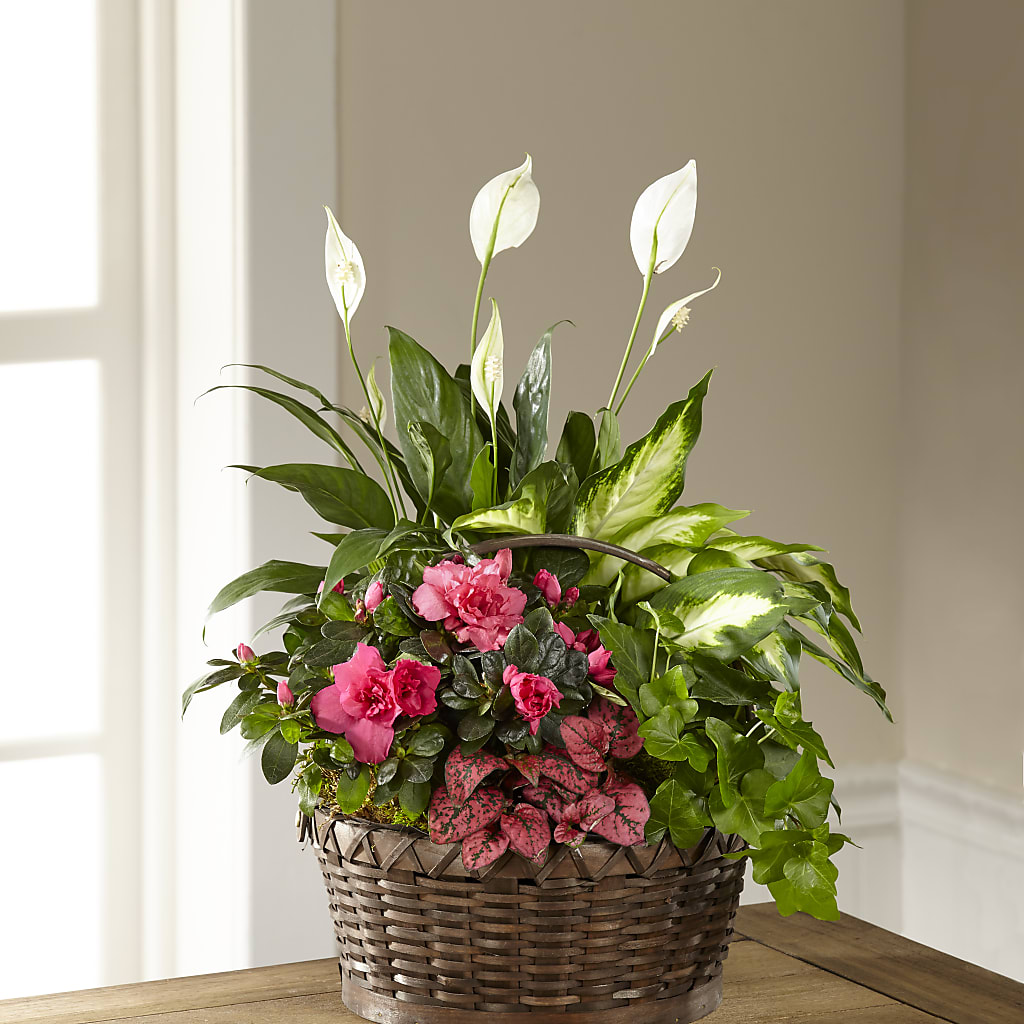 Dream in Pink Dishgarden – Lupita Flowers, Novato CA