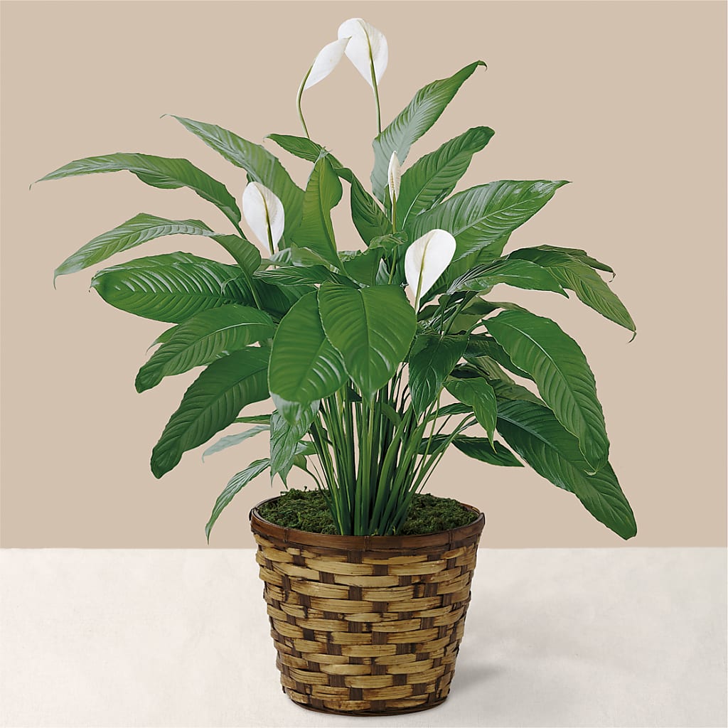 Tranquil Moments Peace Lily Plant – Lupita Flowers, Novato CA
