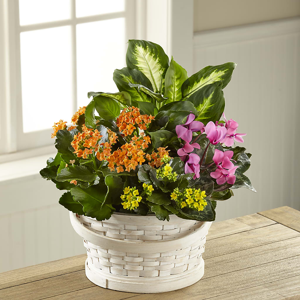 Color Crush Dishgarden – Lupita Flowers, Novato CA
