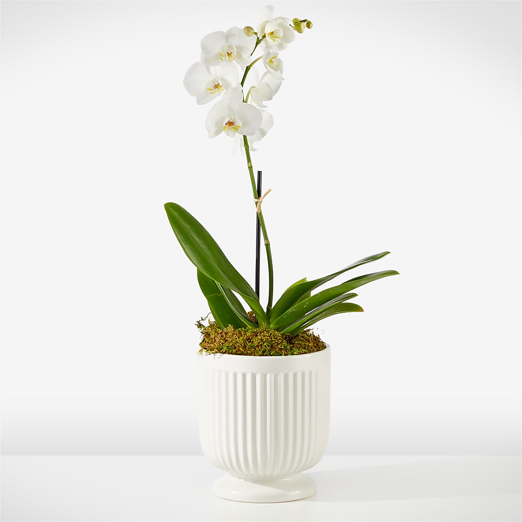 Whispering White Orchid – Lupita Flowers, Novato CA