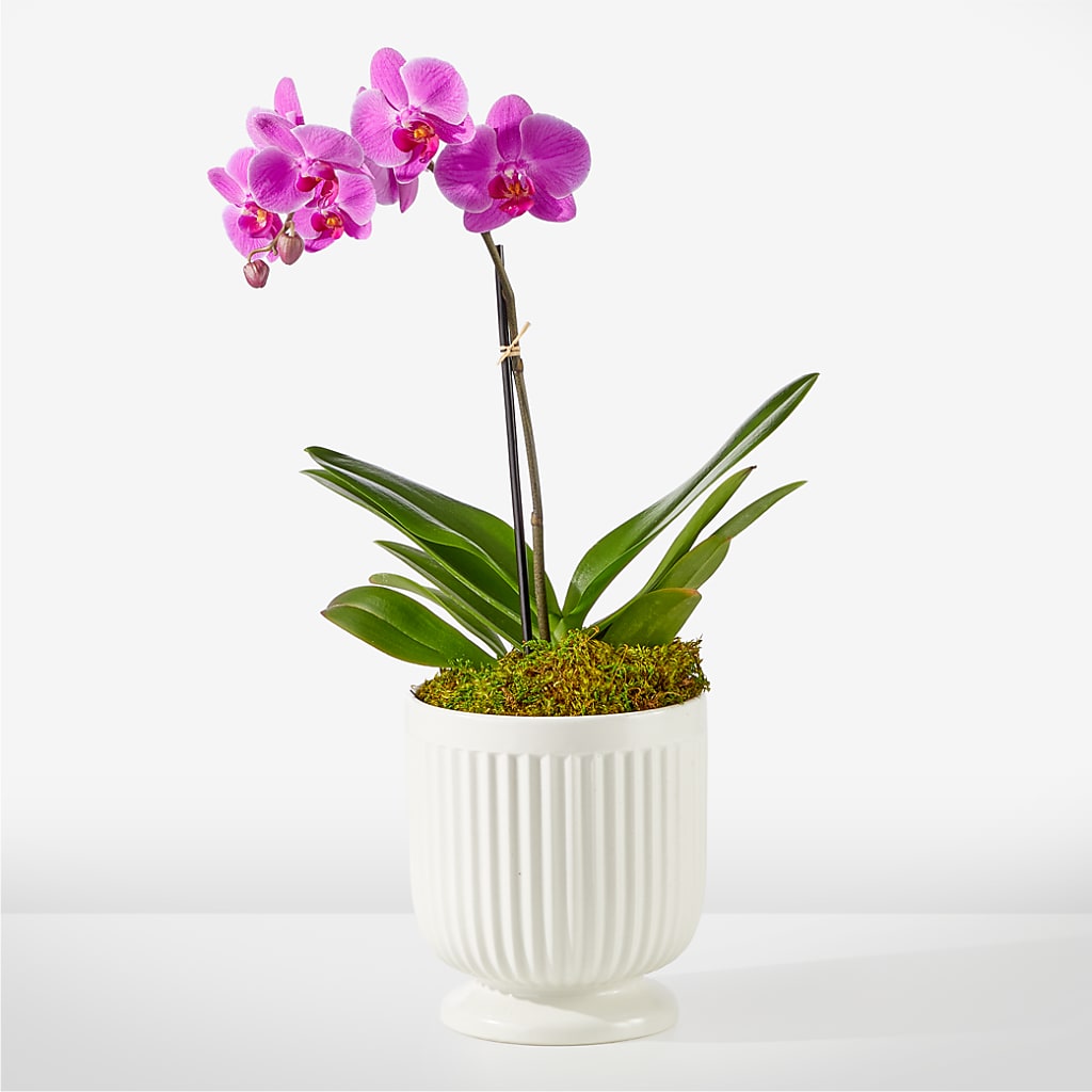 Friendly Fuchsia Orchid – Lupita Flowers, Novato CA
