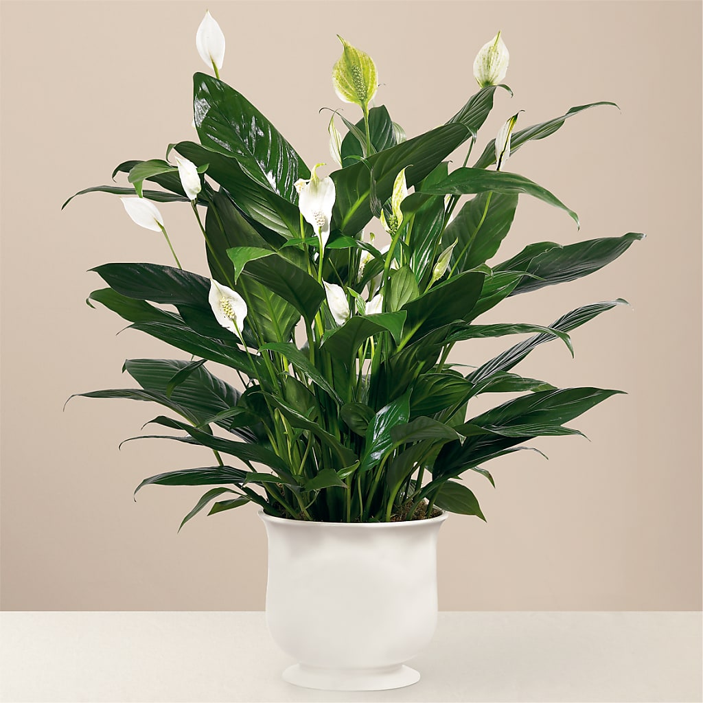 Comfort Planter – Lupita Flowers, Novato CA