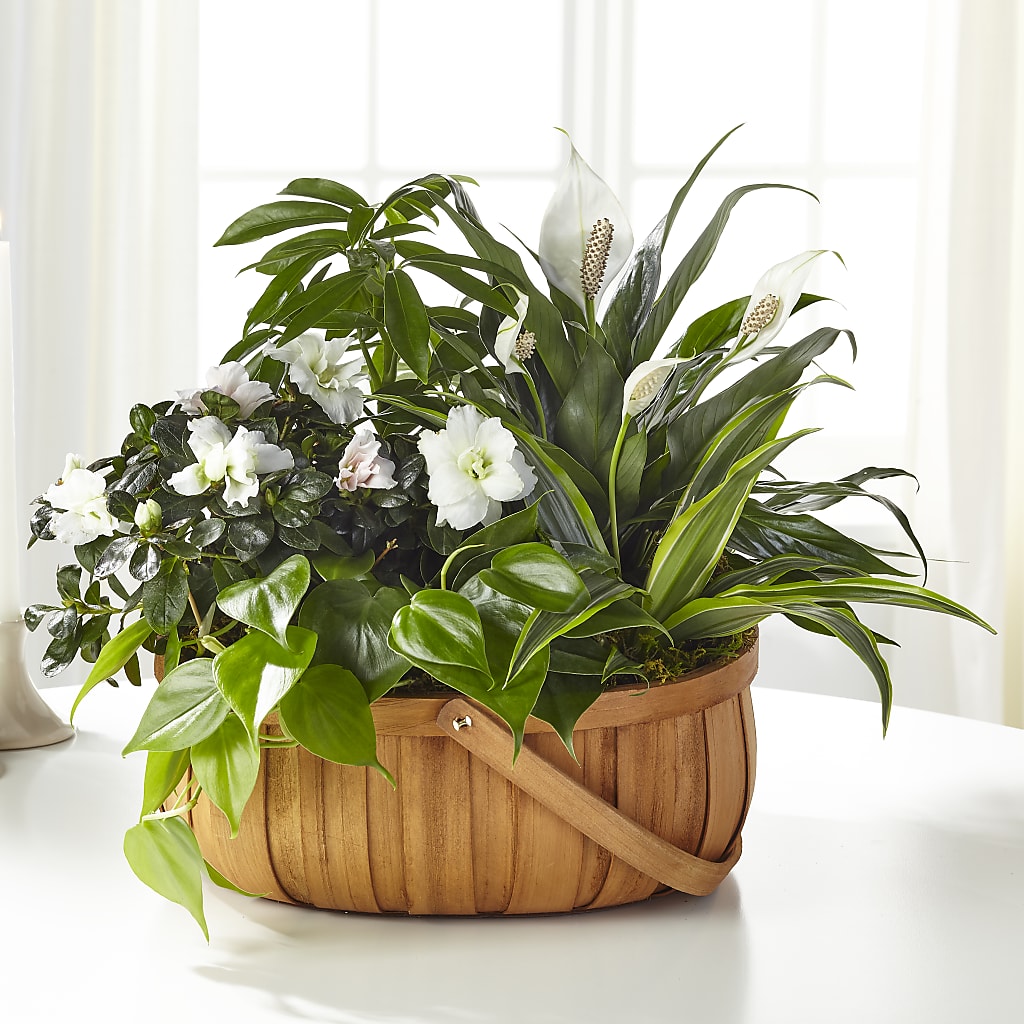 Serene Dishgarden – Lupita Flowers, Novato CA