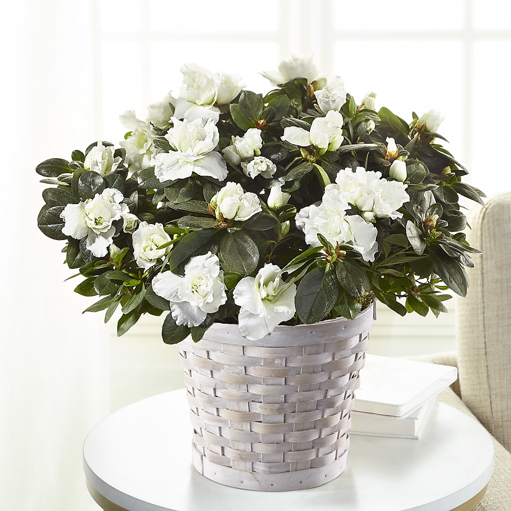 White Azalea Plant – Lupita Flowers, Novato CA
