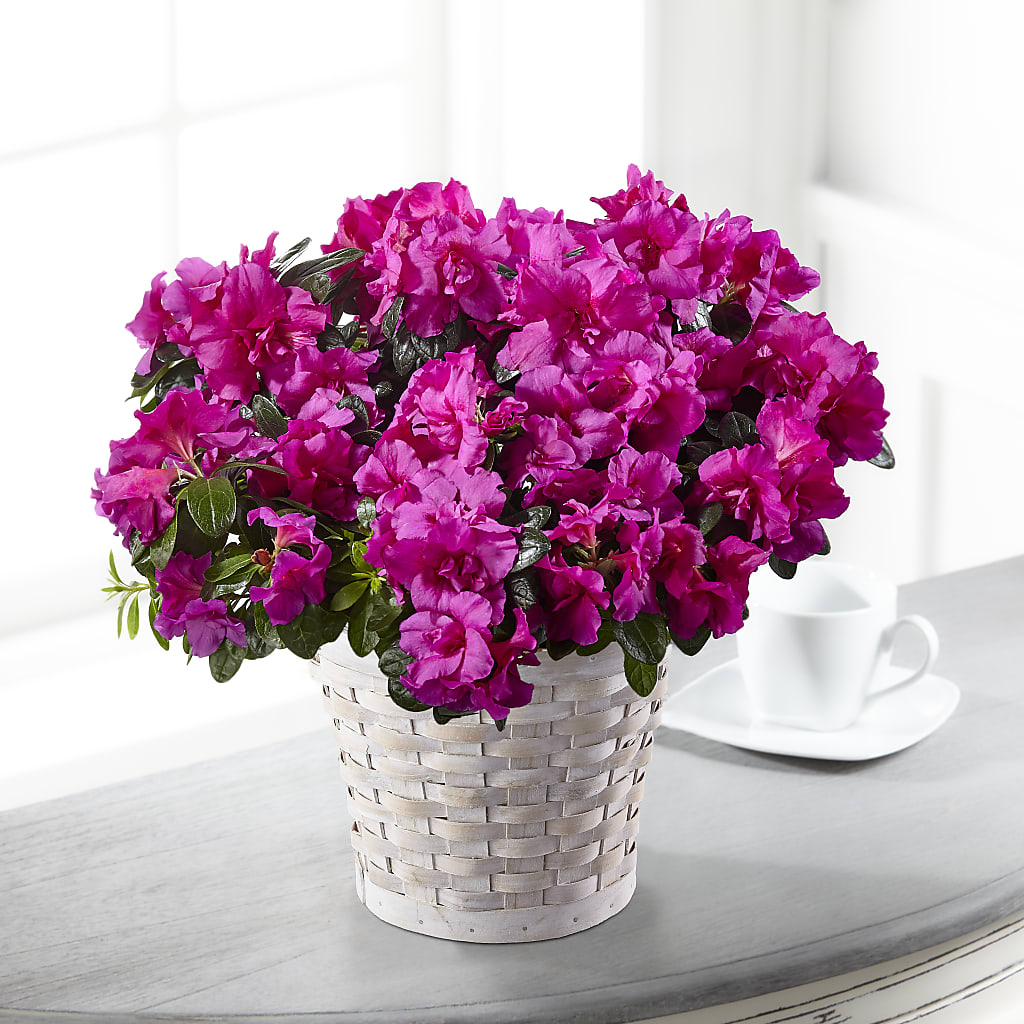 Hope & Serenity Azalea Plant – Lupita Flowers, Novato CA