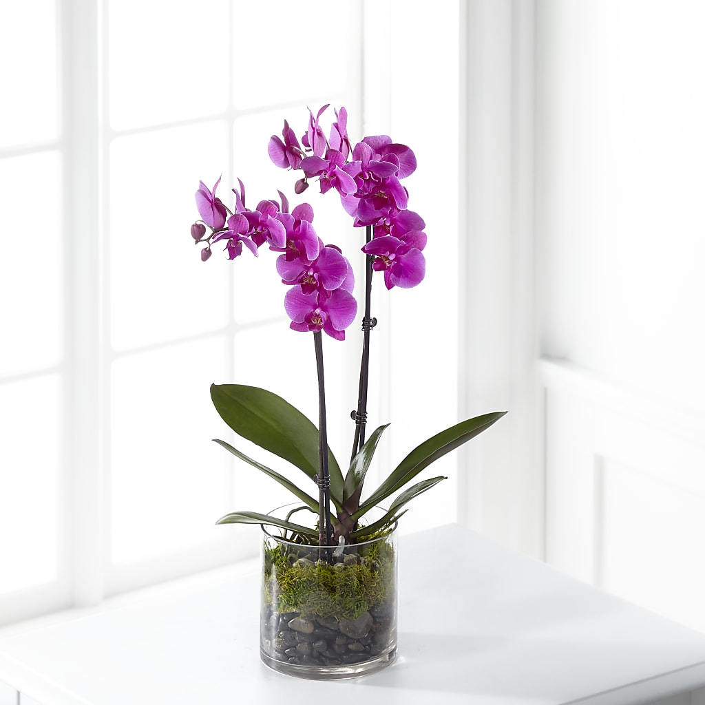 Pink Orchid Plant – Lupita Flowers, Novato CA