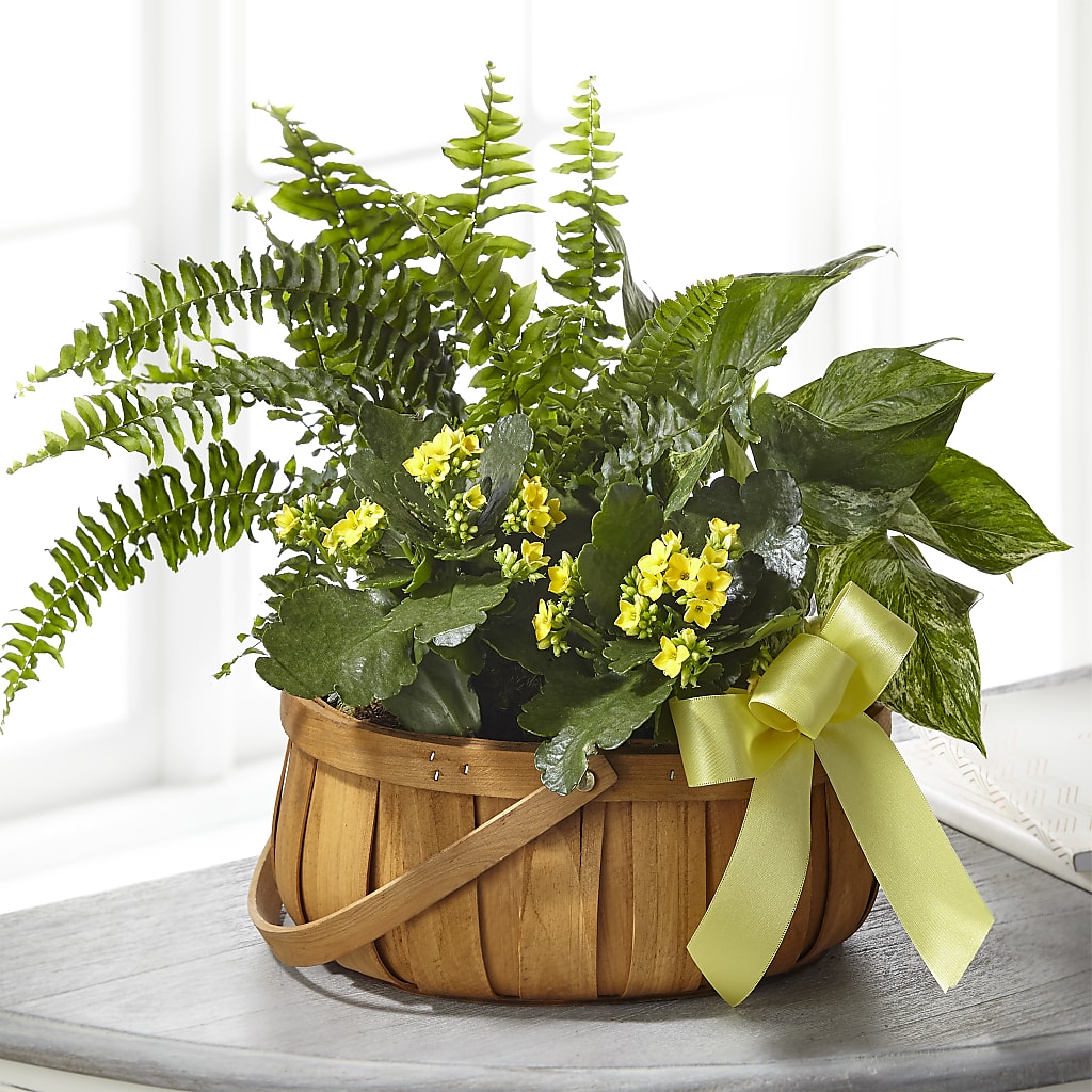 Always Dear Dishgarden – Lupita Flowers, Novato CA