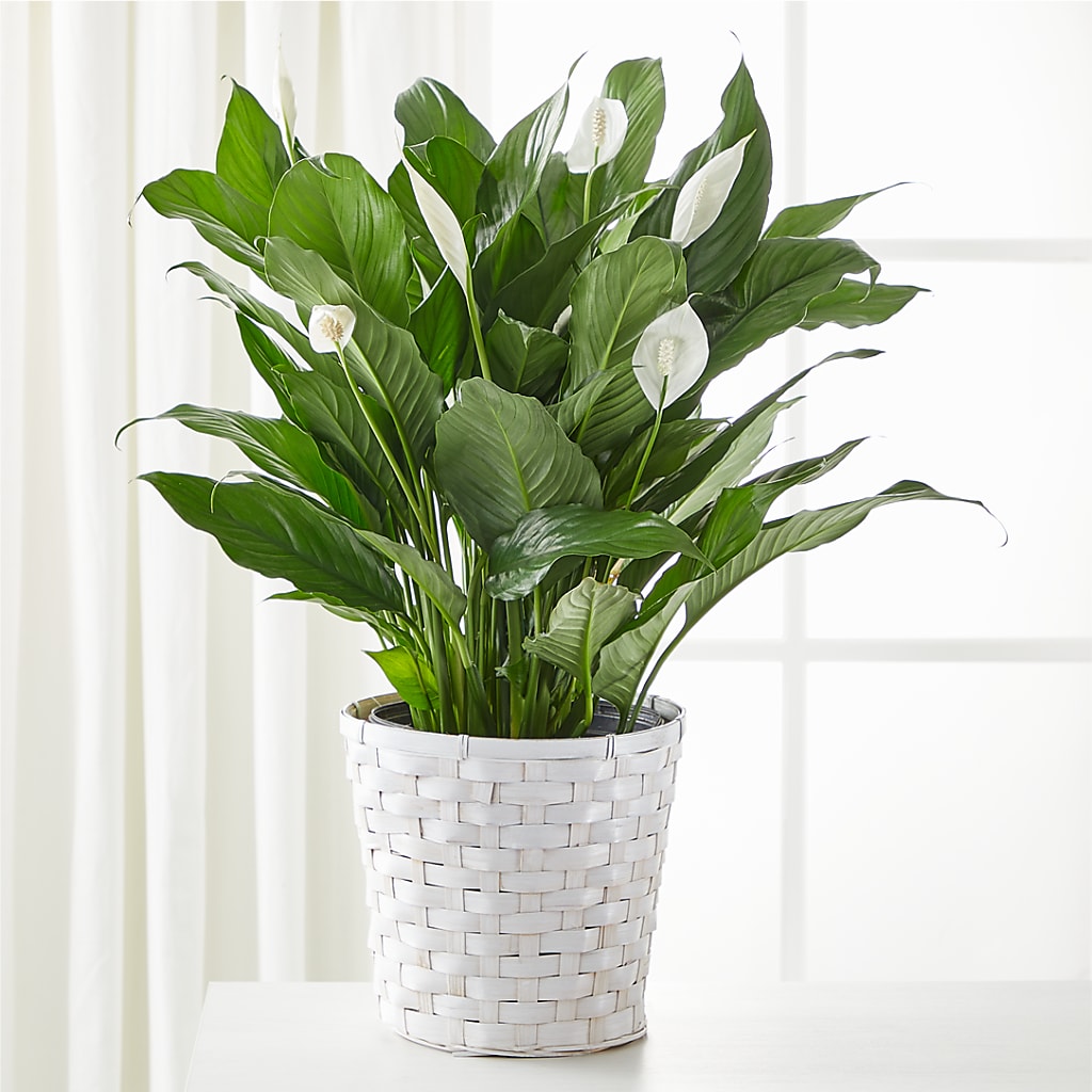 A New Leaf Peace Lily – Lupita Flowers, Novato CA