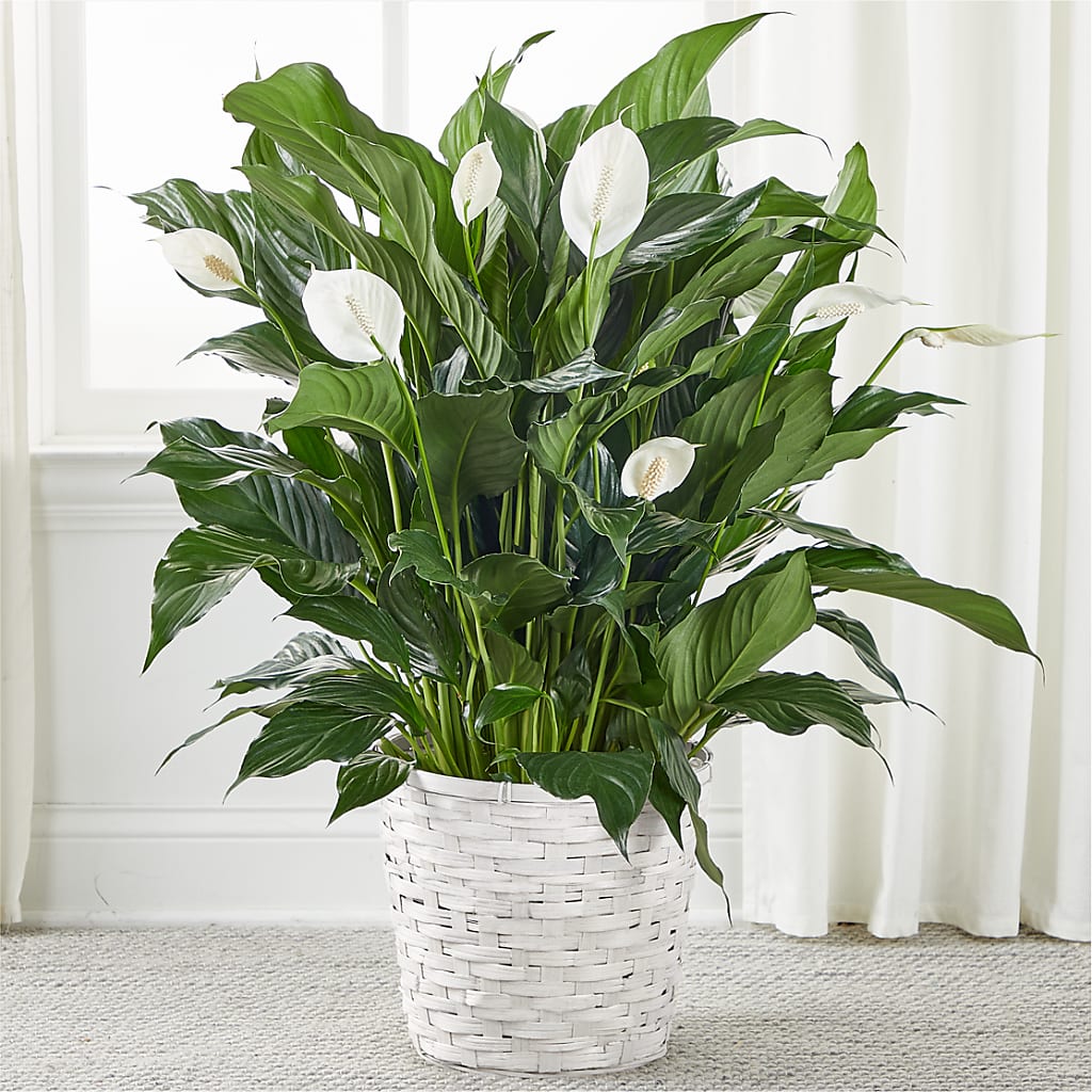 A New Leaf Peace Lily – Lupita Flowers, Novato CA