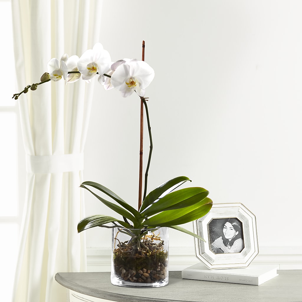 White Orchid Planter – Lupita Flowers, Novato CA