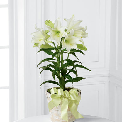 Easter Lily Plant –  Lupita Flowers, Novato CA