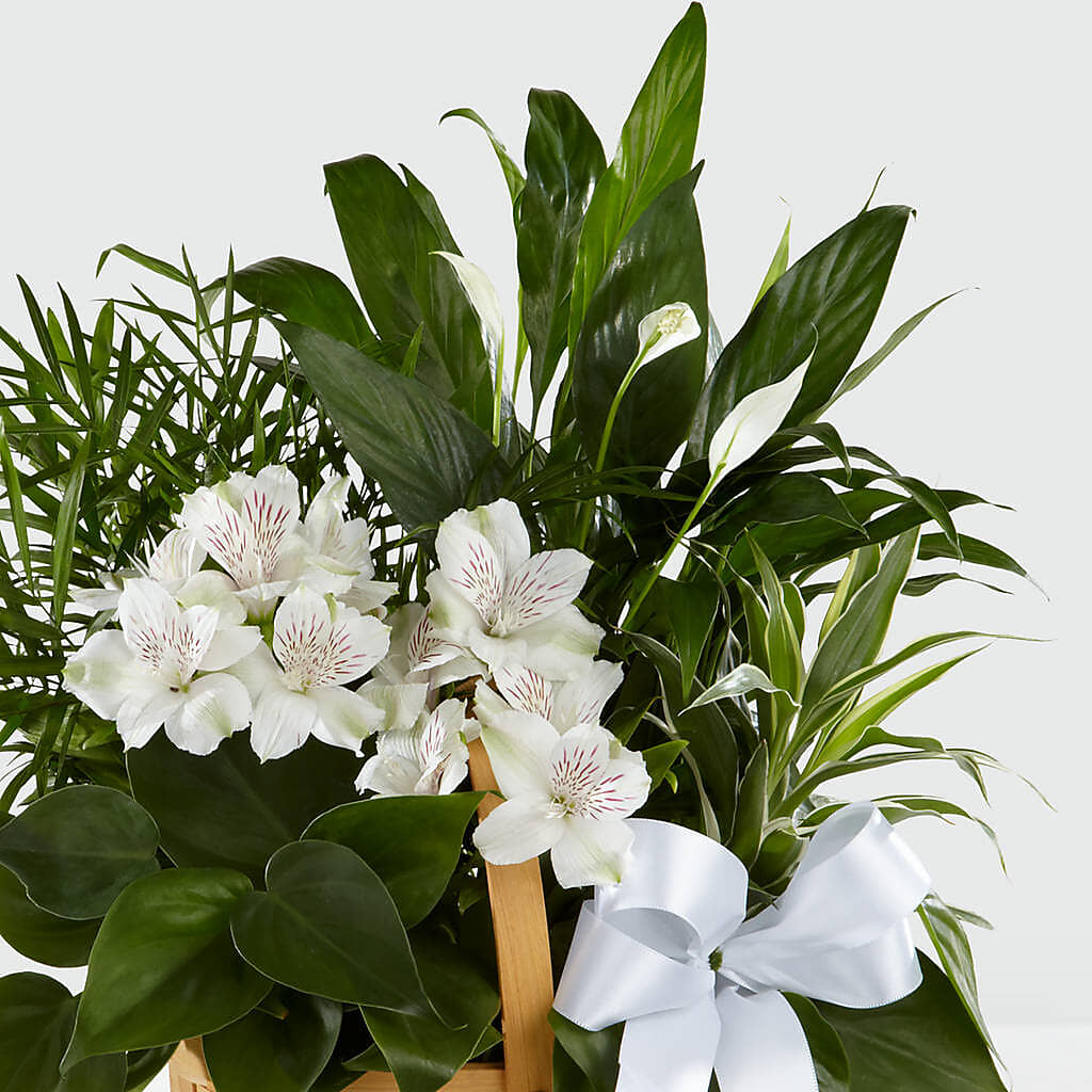 Peace & Serenity Dishgarden –  Lupita Flowers, Novato CA