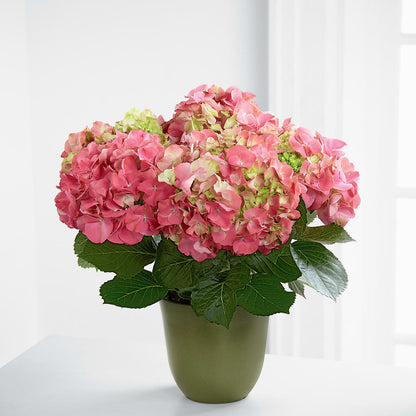 Pink Hydrangea Planter –  Lupita Flowers, Novato CA