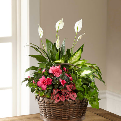 Dream in Pink Dishgarden –  Lupita Flowers, Novato CA