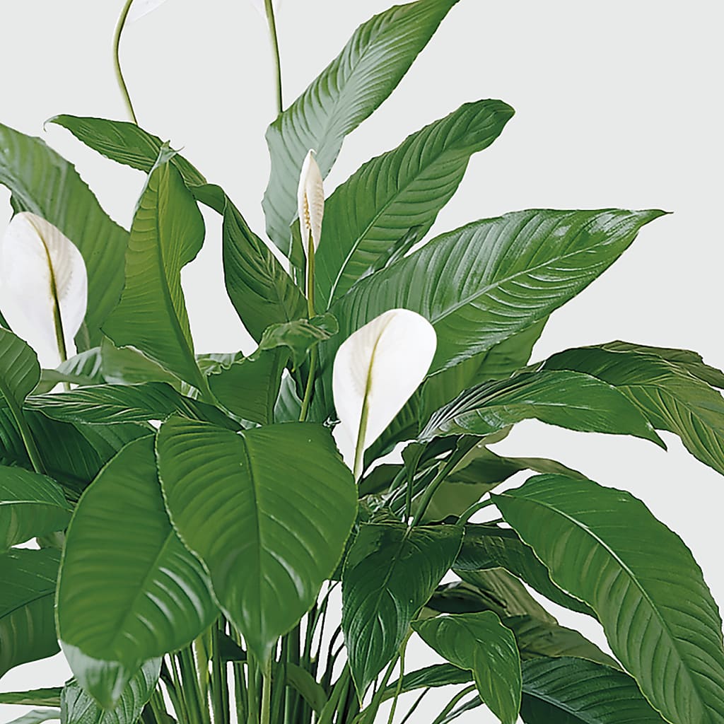 Tranquil Moments Peace Lily Plant –  Lupita Flowers, Novato CA