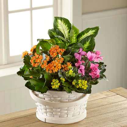 Color Crush Dishgarden –  Lupita Flowers, Novato CA