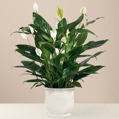 Comfort Planter –  Lupita Flowers, Novato CA