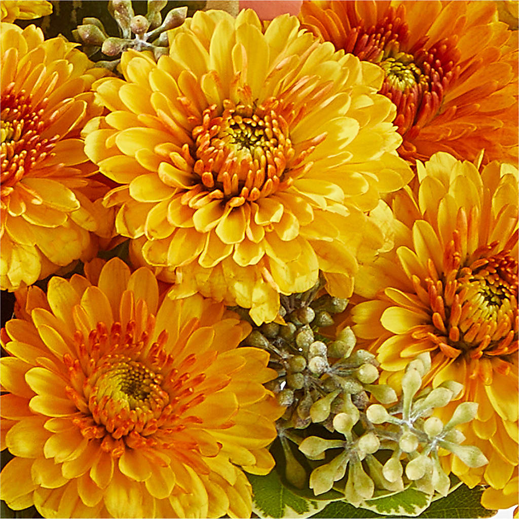Peachy Pumpkin –  Lupita Flowers, Novato CA