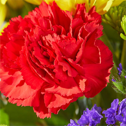 Brighter Days Bouquet –  Lupita Flowers, Novato CA