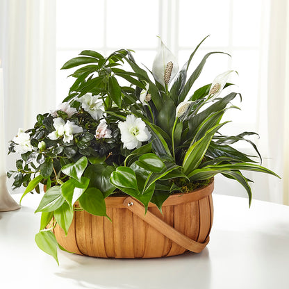 Serene Dishgarden –  Lupita Flowers, Novato CA