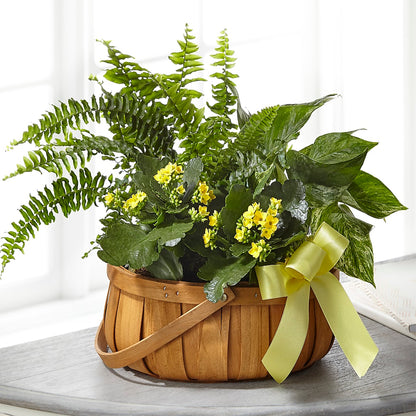 Always Dear Dishgarden –  Lupita Flowers, Novato CA