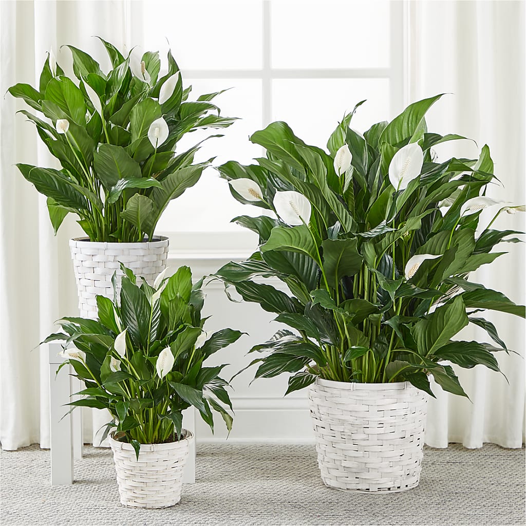 A New Leaf Peace Lily –  Lupita Flowers, Novato CA