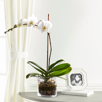 White Orchid Planter –  Lupita Flowers, Novato CA