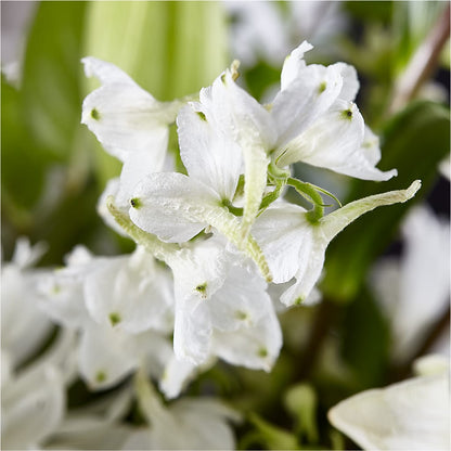 Classic Ivory – A Florist Original –  Lupita Flowers, Novato CA