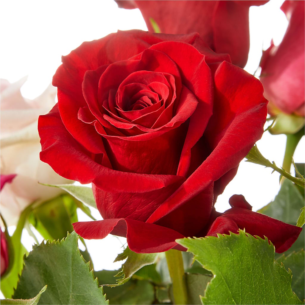Love Notes Rose Bouquet –  Lupita Flowers, Novato CA
